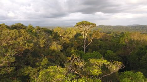 Golden-hour-drone-view-over-rainforest-Guiana-Amazonian-Park-Saül.